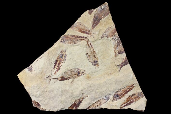 Fossil Fish (Gosiutichthys) Mortality Plate - Lake Gosiute #130014